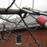 Kako rezati šljivu?